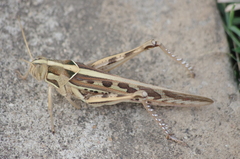 Cyrtacanthacris tatarica