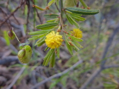 Acacia aspera