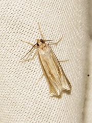 Ancylolomia simplella