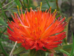 Gomphrena arborescens