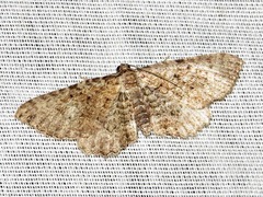 Horisme punctiscripta