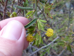 Acacia aspera