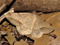 Chiasmia suriens