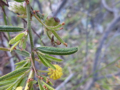 Acacia aspera