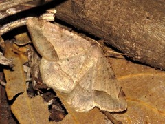 Chiasmia suriens