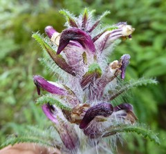 Pedicularis clarkei