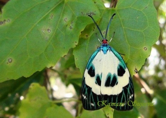 Chalcosia venosa