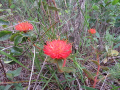 Gomphrena arborescens