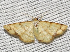 Lomographa indularia
