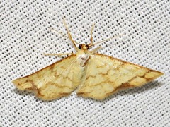 Lomographa indularia