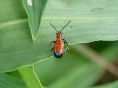 Neolema dorsalis orbignyi