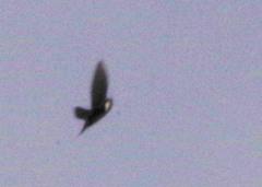 Pygochelidon cyanoleuca
