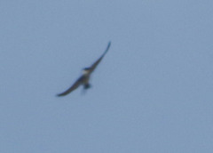 Pygochelidon cyanoleuca