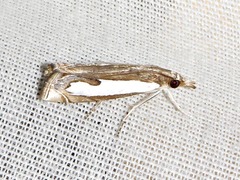 Classeya quadricuspis