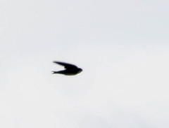 Pygochelidon cyanoleuca