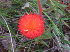 Gomphrena arborescens