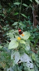 Heliconius erato adana