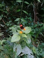 Heliconius erato adana