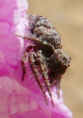 Hamataliwa grisea