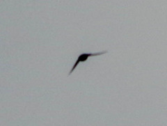 Pygochelidon cyanoleuca