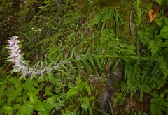 Pedicularis clarkei