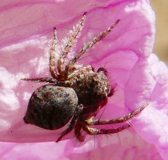Hamataliwa grisea