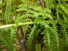 Pedicularis clarkei