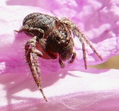 Hamataliwa grisea