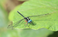 Oxythemis phoenicosceles