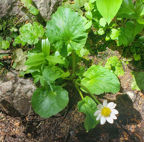 Rocky mountain marsh-marigold