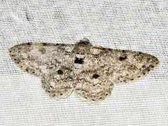 Ascotis reciprocaria