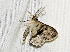 Ascotis reciprocaria