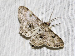 Ascotis reciprocaria