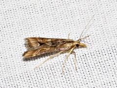 Diasemia monostigma