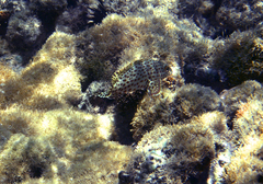 Epinephelus adscensionis