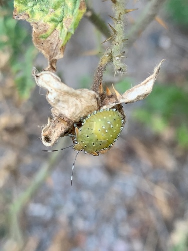 Photo of White-spotted Arvelius (Arvelius albopunctatus)