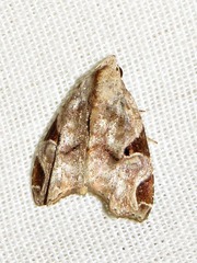 Androlymnia torsivena