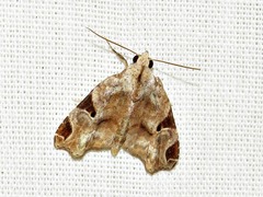 Androlymnia torsivena