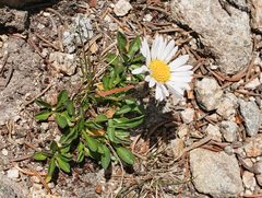 Erigeron melanocephalus