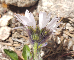 Erigeron melanocephalus
