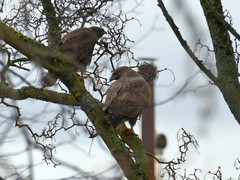 Buteo buteo