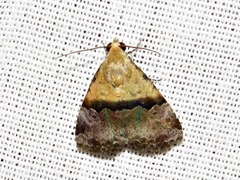 Pseudozarba bipartita