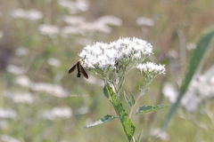 Lepidophora lepidocera