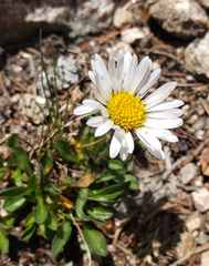 Erigeron melanocephalus