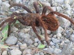 Sericopelma