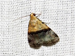 Pseudozarba bipartita