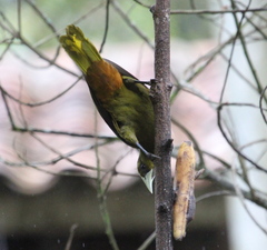 Psarocolius atrovirens