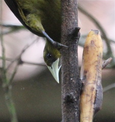 Psarocolius atrovirens