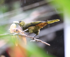 Psarocolius atrovirens