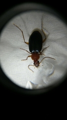 Platyninae
